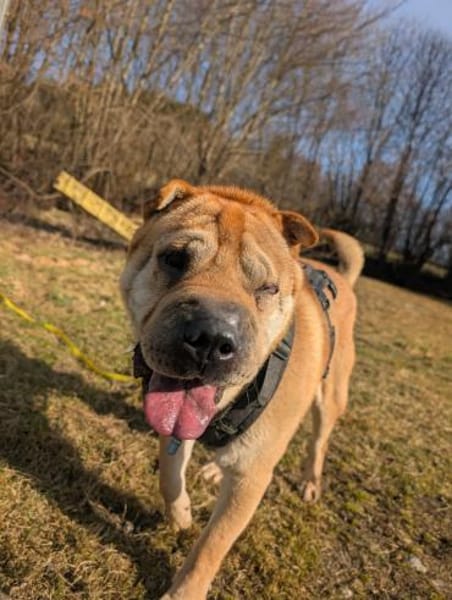 Otto, ich suche ein neues Zuhause