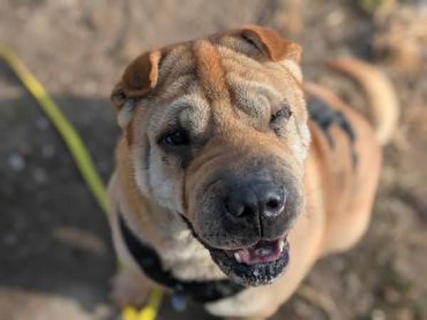 Otto, ich suche ein neues Zuhause