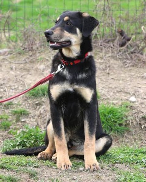 Marvin - von einer Müllhalde gerettet