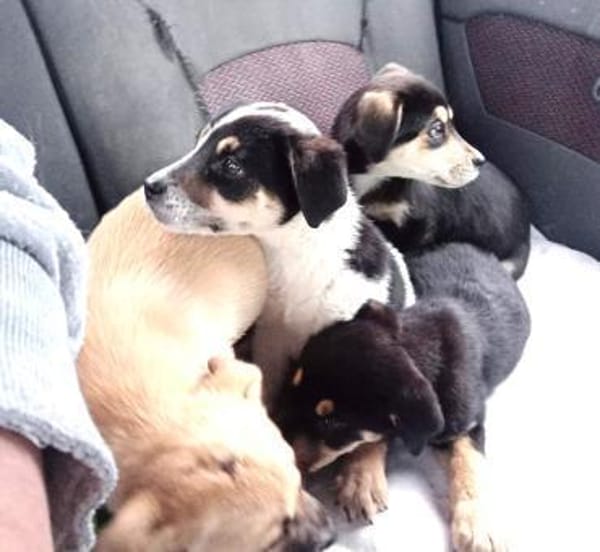 Marvin - von einer Müllhalde gerettet