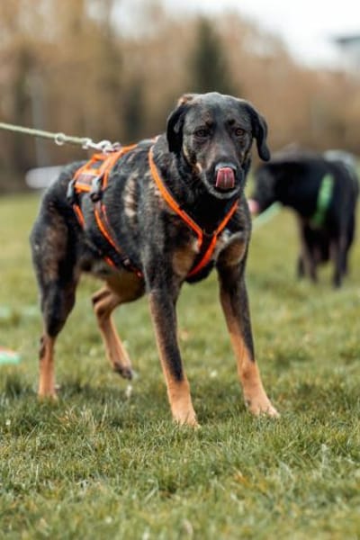 Scooby - macht so tolle Fortschritte