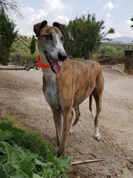 Jupiter - Traumgalgo sucht Traumzuhause