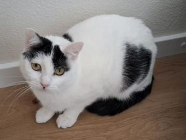 Indira - scheue Miez sucht Geborgenheit