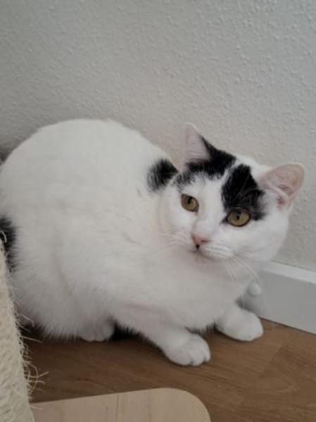 Indira - scheue Miez sucht Geborgenheit