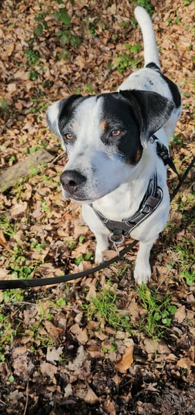 Vador l'adorable petit guerrier tripatte