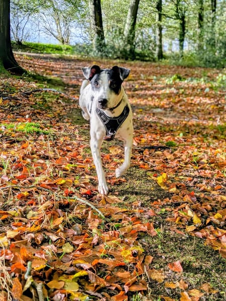 Vador l'adorable petit guerrier tripatte
