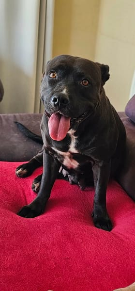 Paty, attends sa famille en Normandie