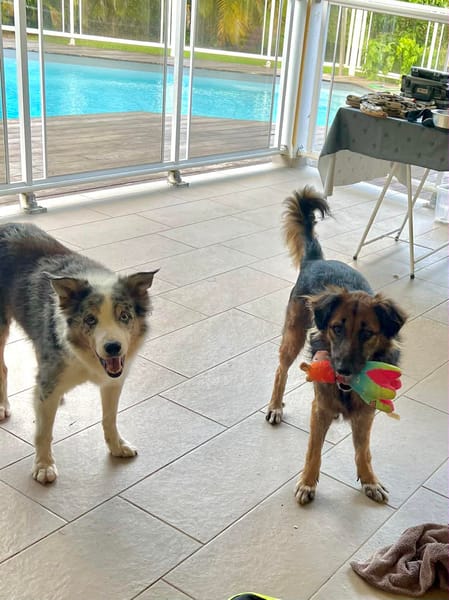 Bobby, 6ans,1 an à l'adoption