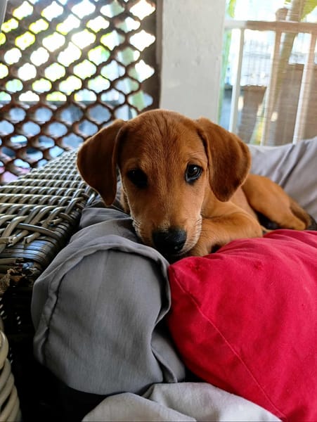 Loki, un vrai compagnon