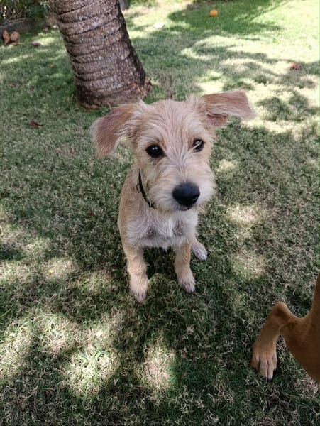 Noisette, j'adore les câlins