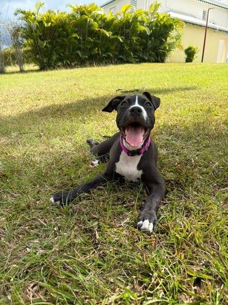 Bria, un amour sur pattes