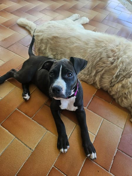 Bria, un amour sur pattes