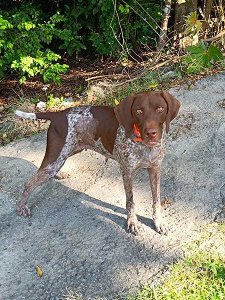 Kiara, la belle x Setter