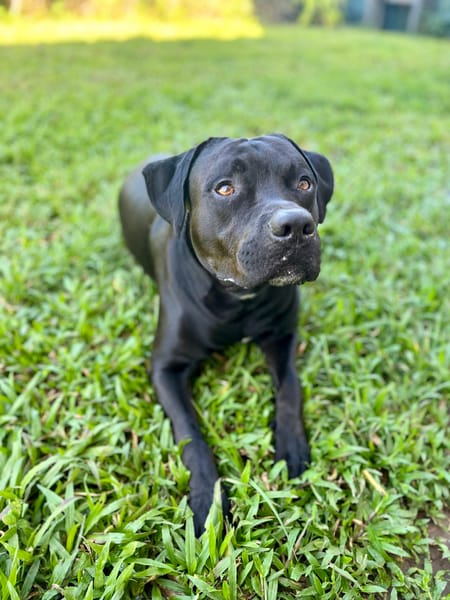 Tito, mâle croisé berger, né le 10/02/2022 🐶