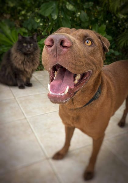 Pollux, mâle croisé Shar Pei, né le 03/06/2024 🐶