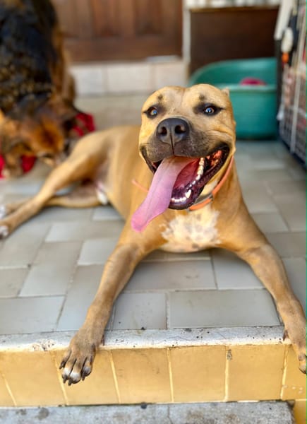 Omy, mâle croisé berger, né le 31/01/2024🐶