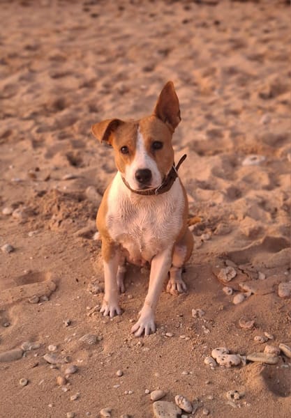 Lizzie, Femelle, X Berger, née le 14/04/2024