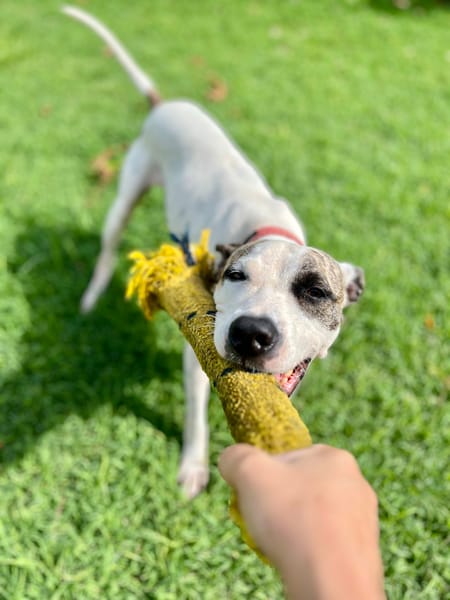 Hanae, femelle croisée berger née le 03/11/2023 🐶