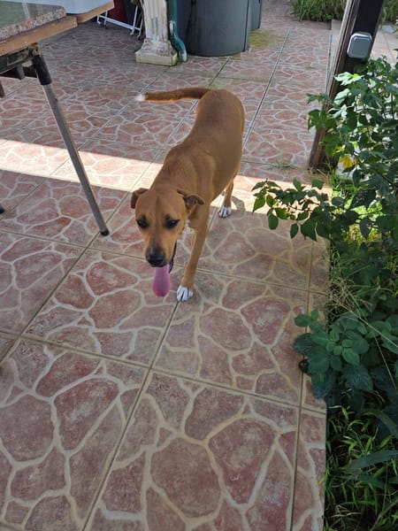 Frisky, Mâle, X Berger, né le 01/04/2025 🐶