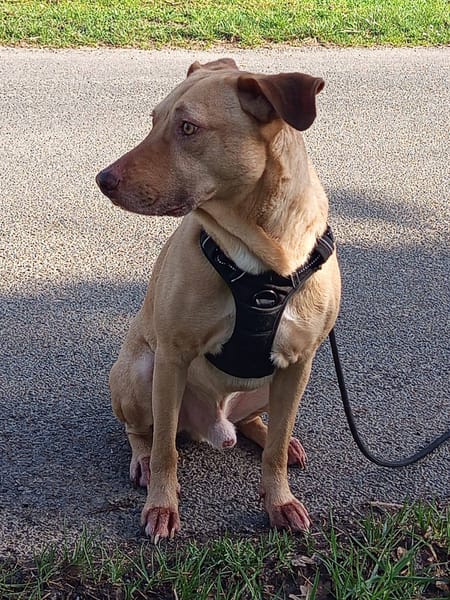 Fifi, mâle croisé berger, né le 15/06/2022 🐶