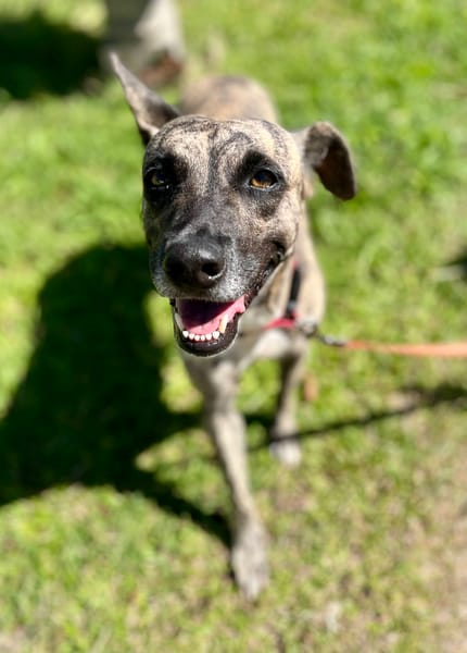 Donna, femelle, croisée berger, née le 10/09/2023