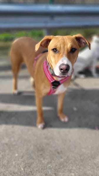 Aéla, femelle croisée berger, née le 15/06/2025 🐶