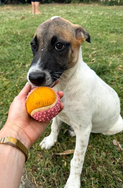 Sienna, Femelle X berger, Née le 27/10/2025 🤍