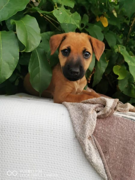 Scooby, Mâle, X Berger, né le 15/01/2026