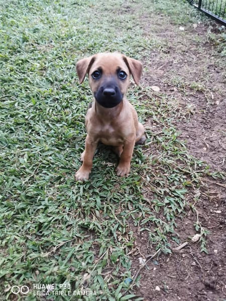 Scooby, Mâle, X Berger, né le 15/01/2026