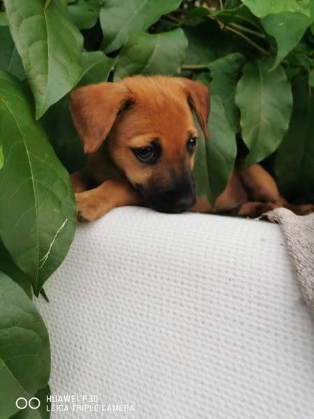 Scooby, Mâle, X Berger, né le 15/01/2026