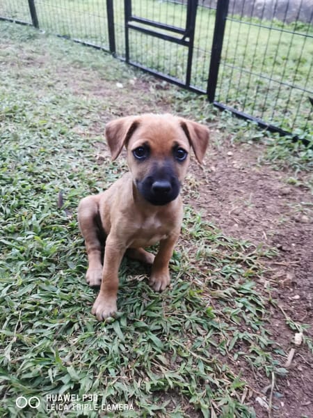 Scooby, Mâle, X Berger, né le 15/01/2026