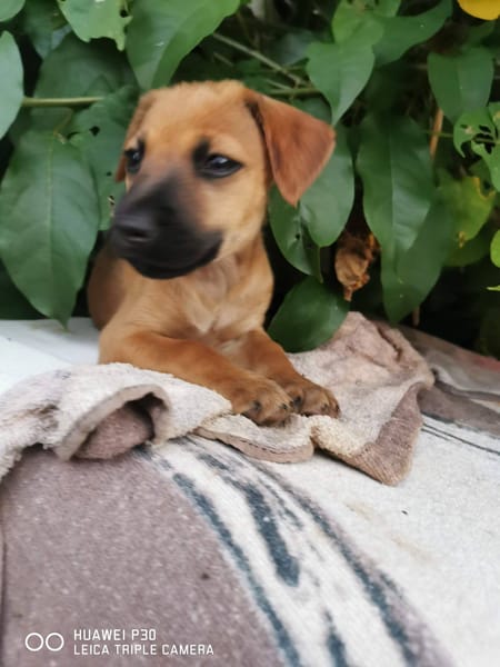 Scooby, Mâle, X Berger, né le 15/01/2026