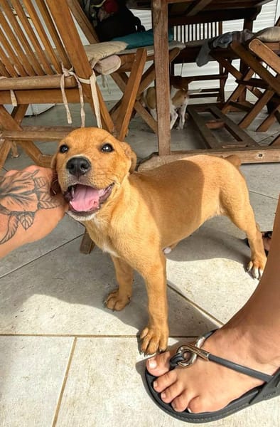 Saphir, mâle croisé berger créole, né le 28/11/2025 🤍