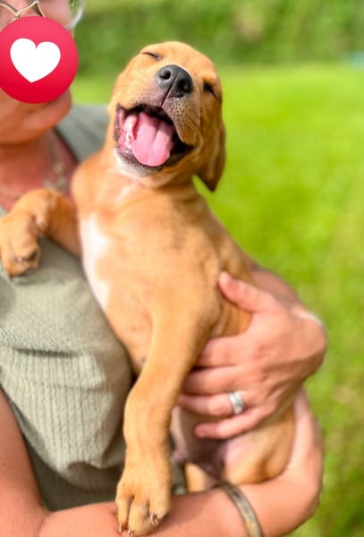 Saphir, mâle croisé berger créole, né le 28/11/2025 🤍