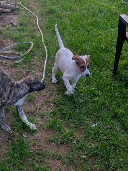 Roach, mâle X berger, né le 01/11/2025 🤍