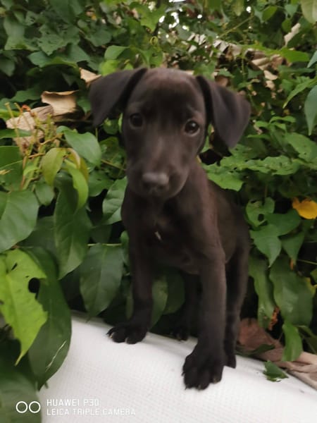 Patchouli, Femelle, X Berger, née le 15/01/2026