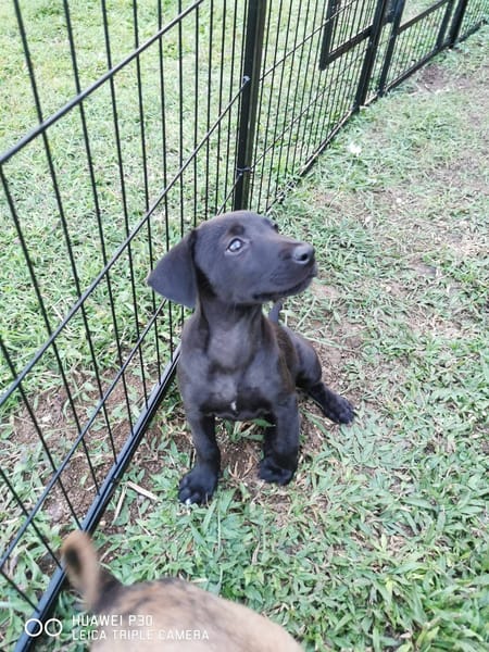 Patchouli, Femelle, X Berger, née le 15/01/2026