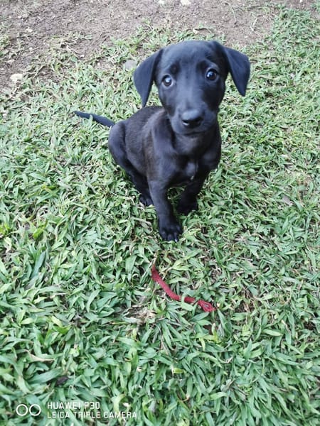 Patchouli, Femelle, X Berger, née le 15/01/2026