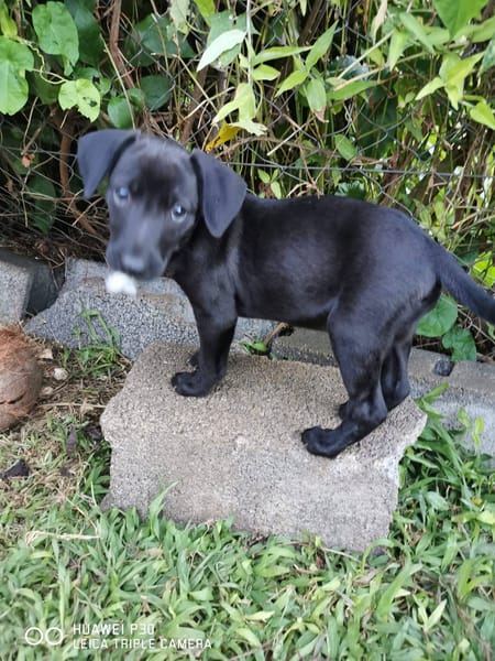 Patchouli, Femelle, X Berger, née le 15/01/2026