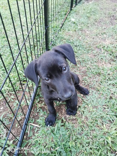 Patchouli, Femelle, X Berger, née le 15/01/2026