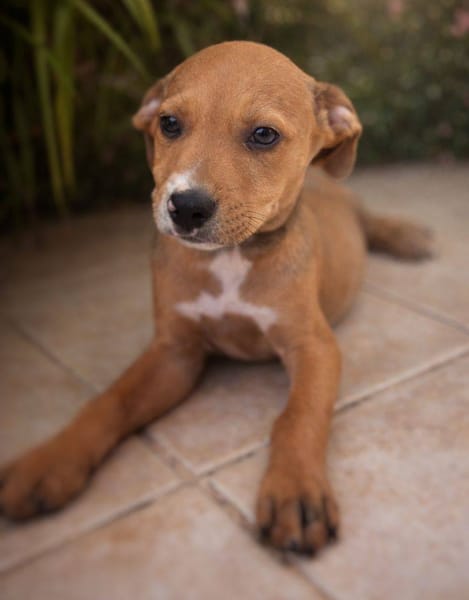 Miko, mâle, X Berger, né le 10/12/2025🐶