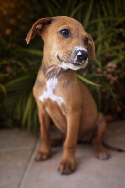 Miko, mâle, X Berger, né le 10/12/2025🐶