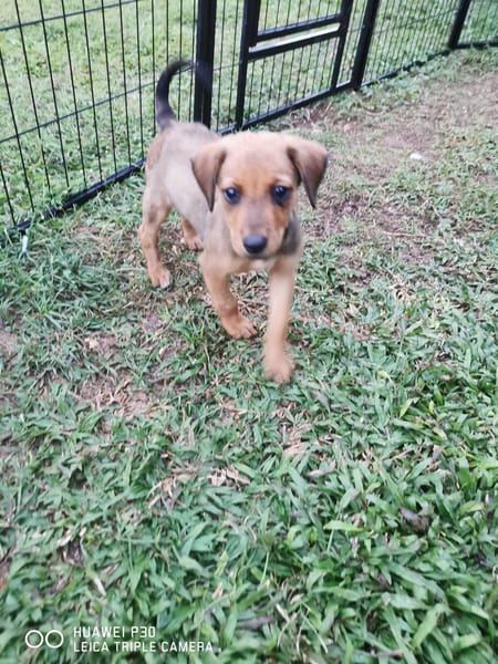 Fuego, Mâle, X Berger, né le 15/01/2026