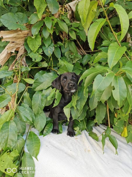 Daphnis, Mâle, X Berger, né le 15/01/2026