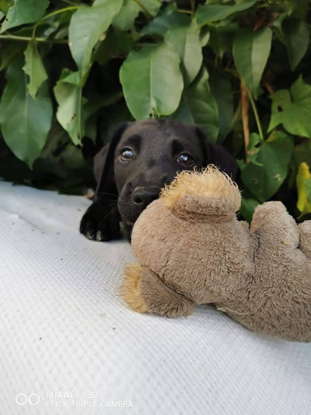 Daphnis, Mâle, X Berger, né le 15/01/2026