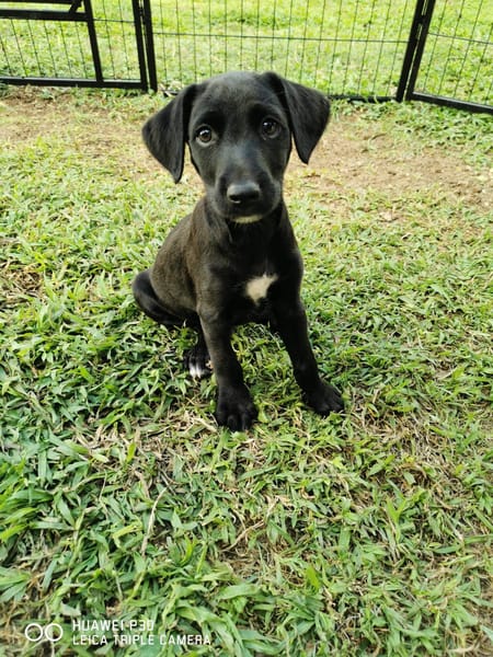 Daphnis, Mâle, X Berger, né le 15/01/2026