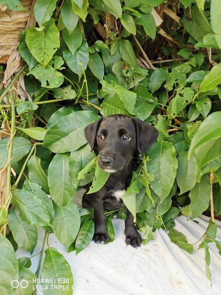 Daphnis, Mâle, X Berger, né le 15/01/2026