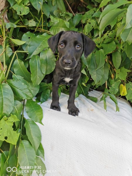 Daphnis, Mâle, X Berger, né le 15/01/2026