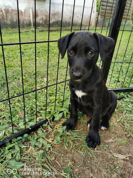 Daphnis, Mâle, X Berger, né le 15/01/2026