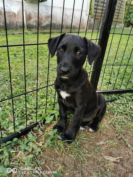 Daphnis, Mâle, X Berger, né le 15/01/2026